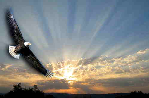Eagle sunrise