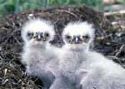 eagle chicks 5